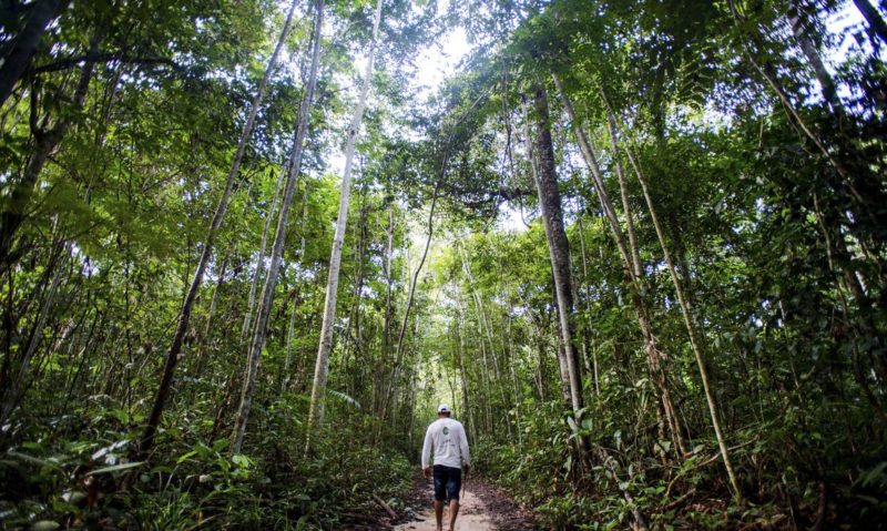 Foto conservada em estoque de uma imagem da vila da floresta do