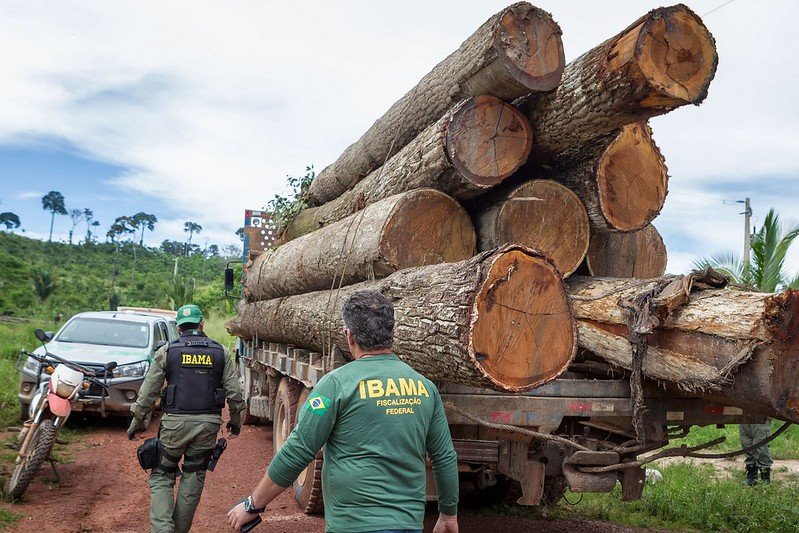 O MPF solicitou que o Ministério do Meio Ambiente explique os critérios para a retirada do ipê da lista internacional de proteção de espécies ameaçadas.