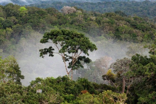 Deputados e senadores querem reativar o Parlamento Amazônico