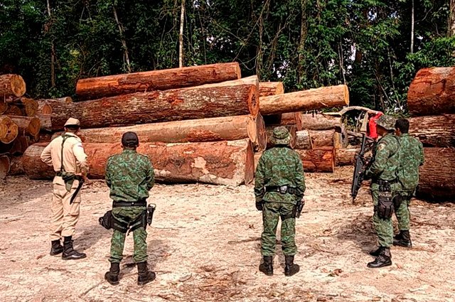 ipaam Documentos sobre um vasto esquema de extração e transporte ilegal de madeira da Amazônia apontam suspeitas sobre 61 madeireiras.