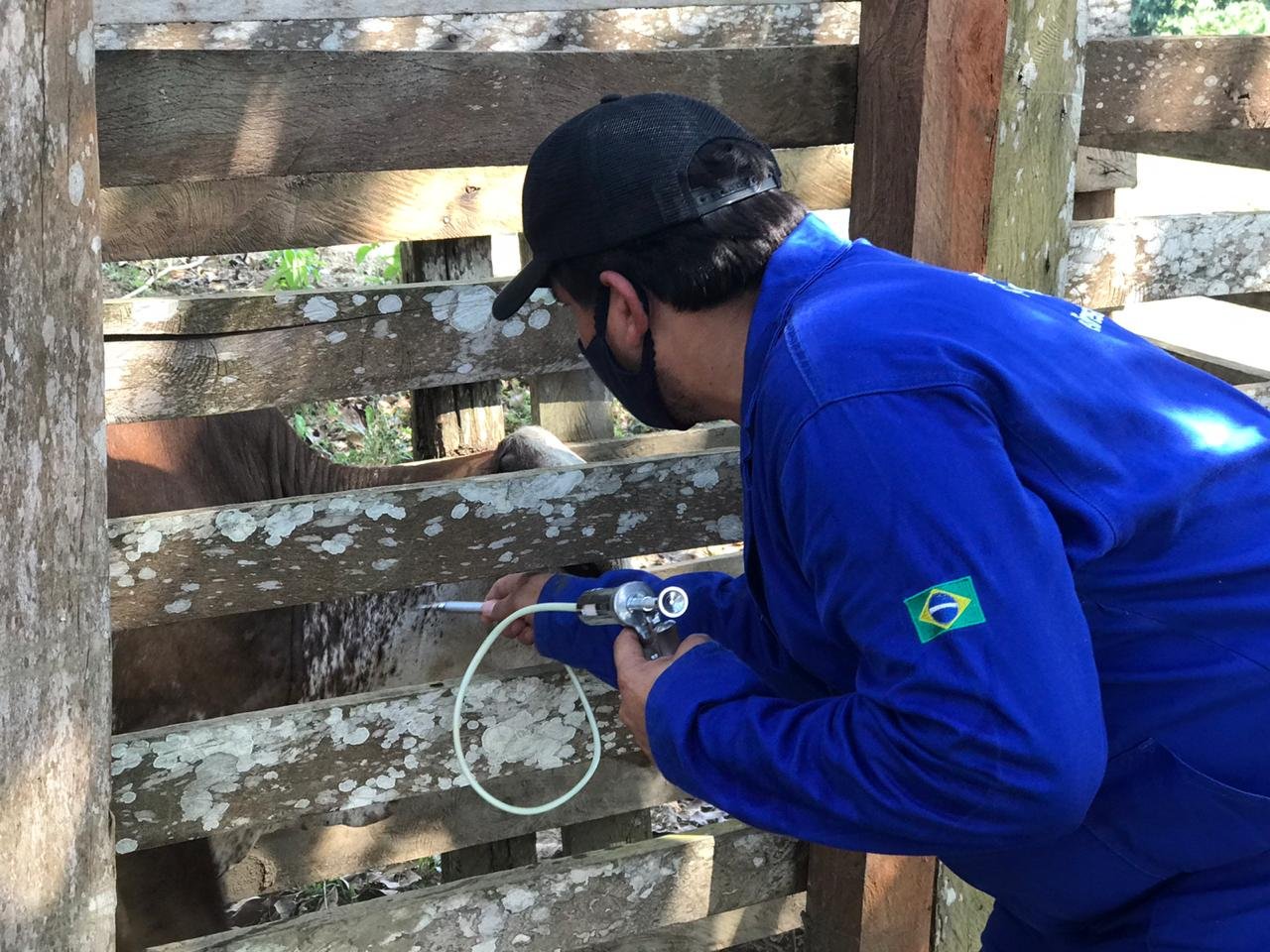 A campanha de vacinação contra febre aftosa em bovinos e bubalinos, de todas as idades, encerra nesta sexta-feira (30/04).