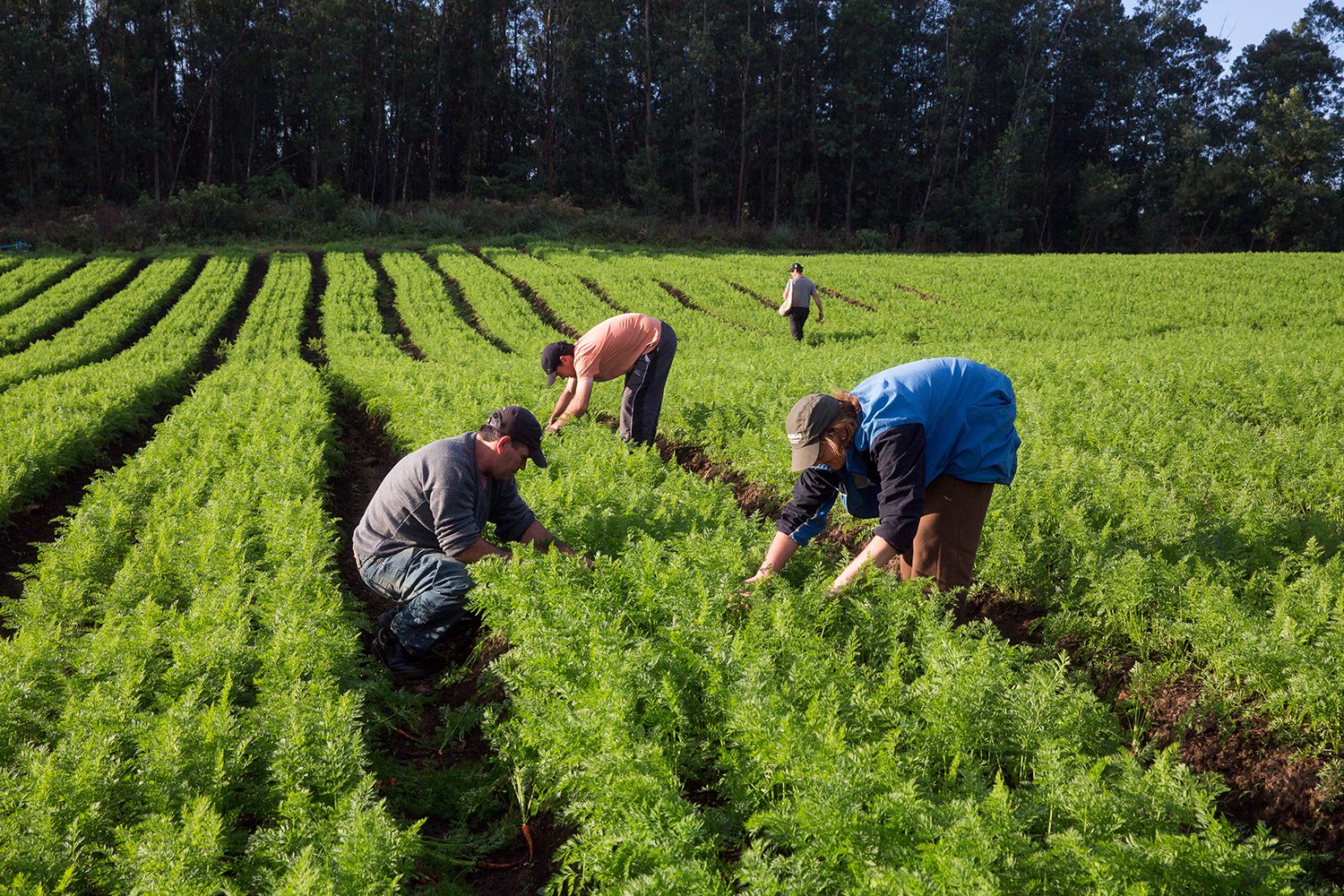 A Prefeitura em parceria com o Instituto Acariquara e Fundação Banco do Brasil, vai distribuir 600 cestas de alimentos da agricultura familiar.