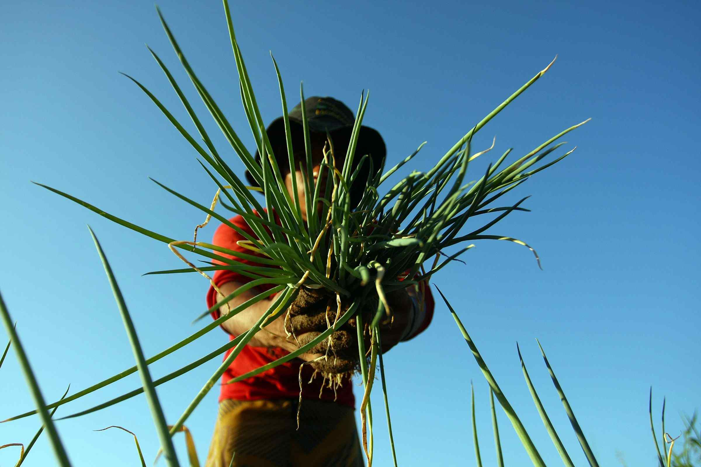 Para incentivar e reconhecer os pequenos produtores rurais, o Governo do Amazonas está criando o Selo da Produção da Agricultura Familiar.