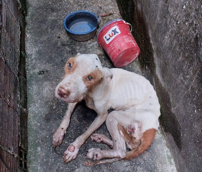 Mais de 70 resgates de pets em situação de abandono e maus-tratos na região metropolitana de Manaus foram realizados de janeiro a setembro.