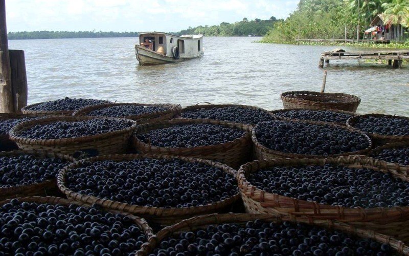 No início do próximo ano, 26 trabalhadores vão embarcar em uma balsa-fábrica de açaí rumo ao interior da Amazônia.