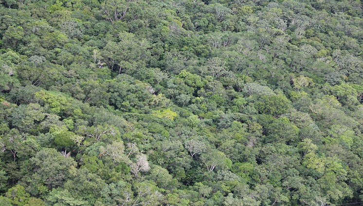 Lula pretende reunir com presidentes de países amazônicos para discutir soluções em defesa da região e “para saber se esse famoso crédito de carbono existe mesmo”.