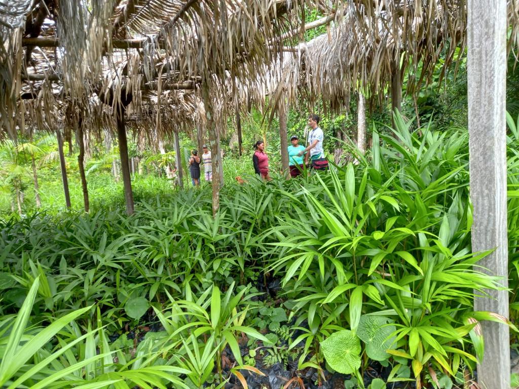 Ação inédita na região entregou 12 mil mudas de açaí para 20 famílias da comunidade São João de Veneza, em parceria com a Ciama