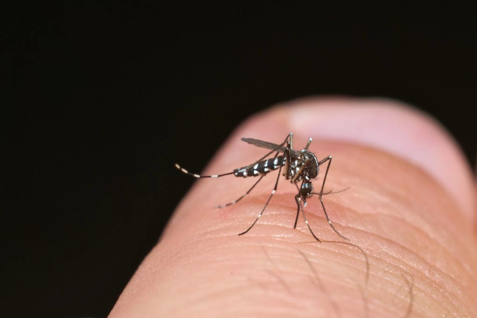 A variante correspondia a um índice inferior a 1% dos casos de dengue no país desde 2010, tendo desaparecido do Brasil nos últimos anos.