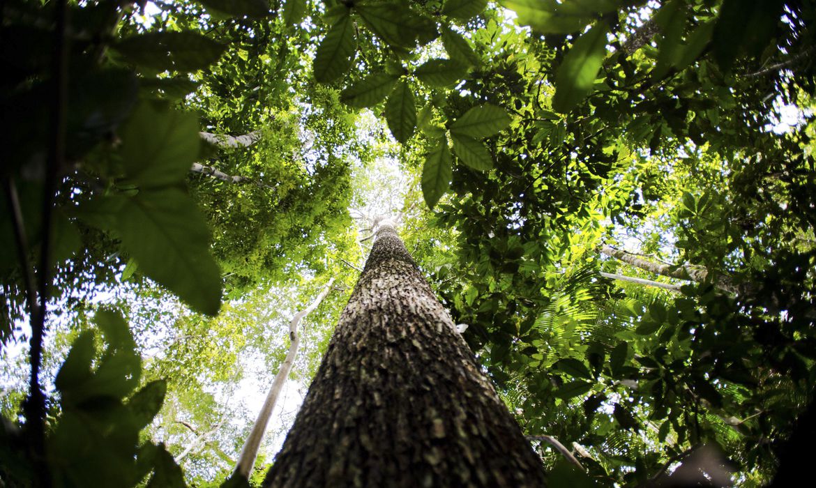 Foram identificados 329 quilômetros quadrados com indícios de desmatamento, a menor taxa dos últimos três anos, de acordo com o Greenpeace.