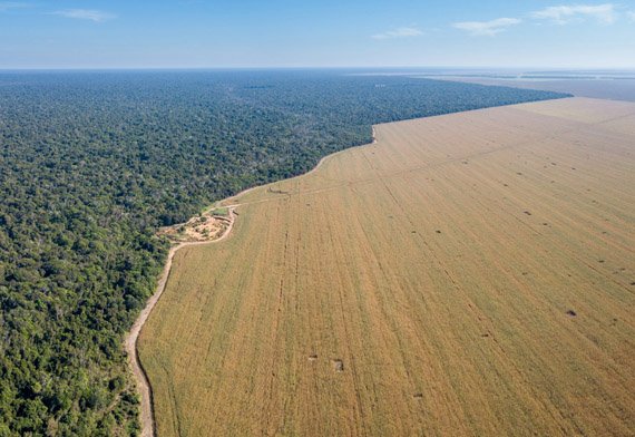 Proposta prevê embargo de áreas desmatadas ilegalmente na Amazônia e criação de novas unidades de conservação