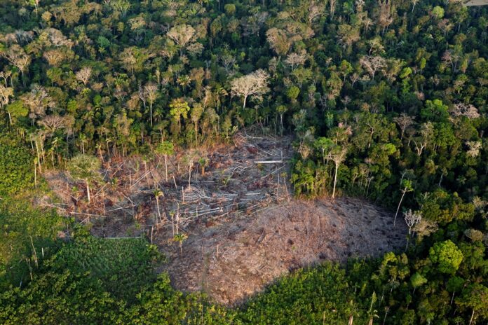 Entre os estados da Amazônia Legal, o Amazonas fica atrás do Mato Grosso e Pará no ranking de desmatamento. 