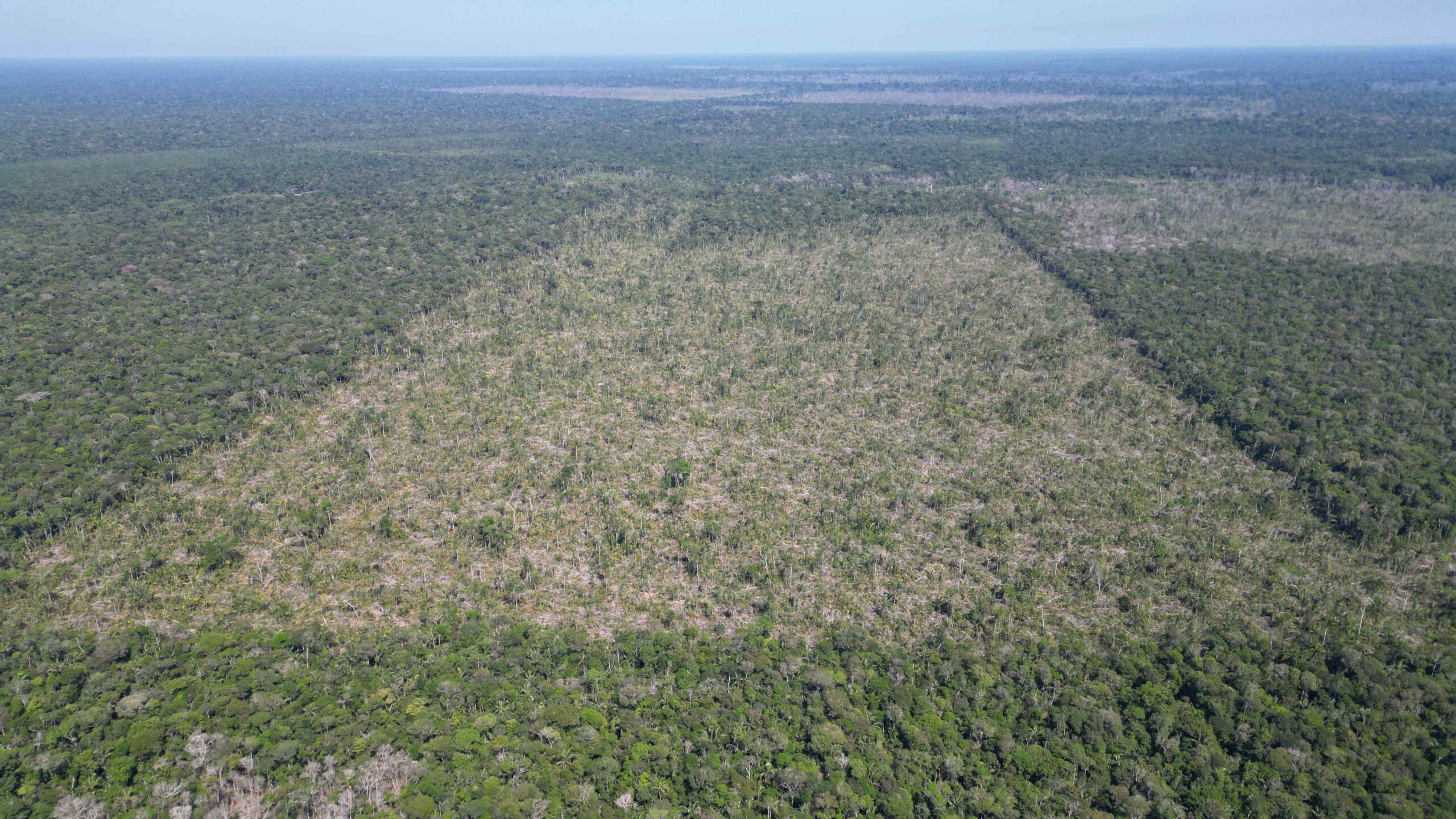 O Amazonas fechou o mês de julho com redução de 81,2% na quantidade de alertas de desmatamento, segundo dados do sistema DETER