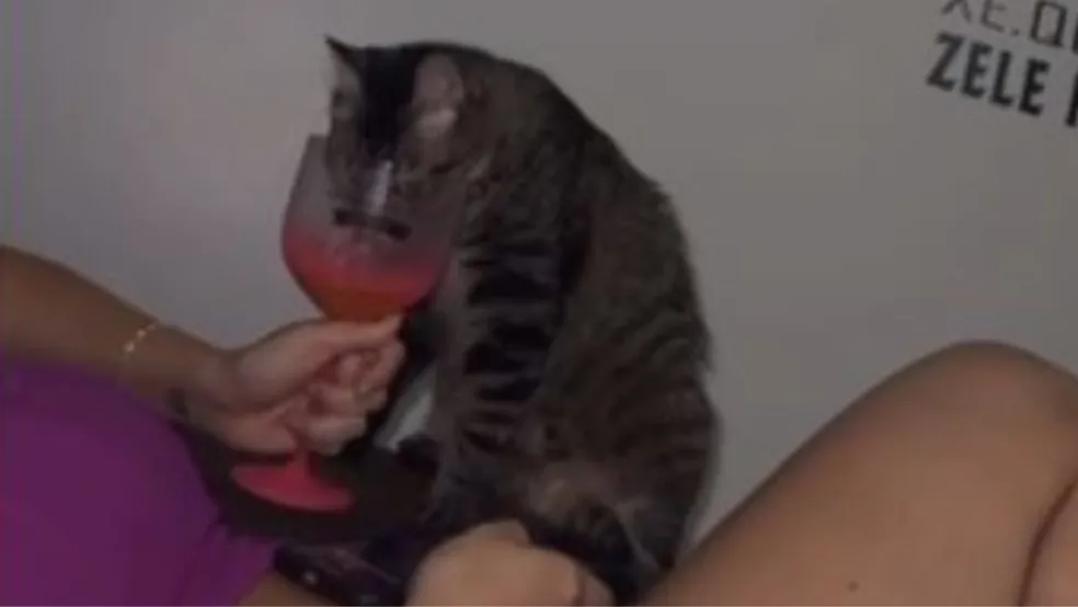 Após uma servidora publicar um vídeo de uma amiga dando vodca a um gato, a mesma foi exonerada. Saiba mais detalhes: