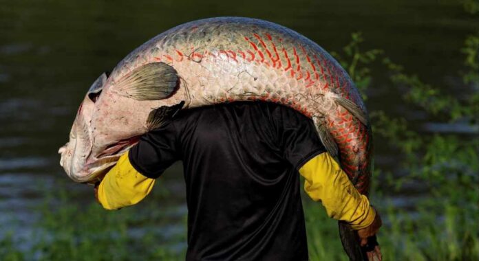 Um dos maiores peixes de água doce do mundo, o pirarucu figurou como um dos alimentos que podem sumir.