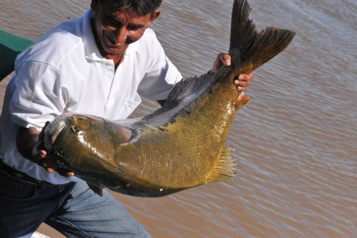 O governo do Amazonas anunciou o início do período de defeso do Tambaqui, uma proibição de seis meses para a captura do peixe na bacia amazônica.