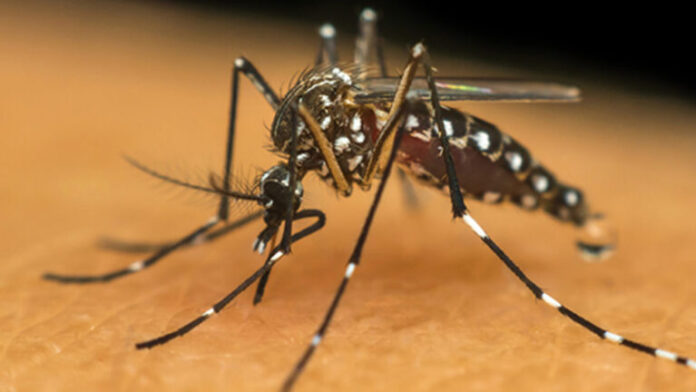 Recentemente, a cidade de Votuporanga, no interior paulista, registrou quatro casos confirmados de dengue tipo 3