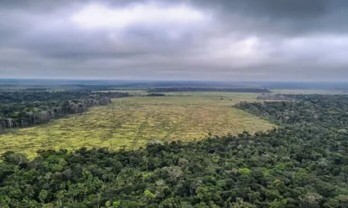 No acumulado de janeiro a novembro, a redução no desmatamento na Amazônia alcançou 62%, passando de 10.286 km² em 2022 para 3.922 km² em 2023.