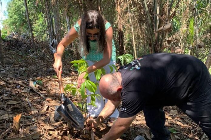 O crescimento de árvores em projeto de reflorestamento na zona rural de Manaus poderá ser acompanhado pelo aplicativo Tree Earth.