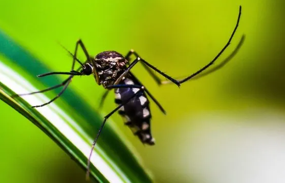 O Ministério da Saúde anunciou o repasse de R$ 6,5 milhões para fortalecer a assistência farmacêutica no Amazonas, visando combater a dengue.