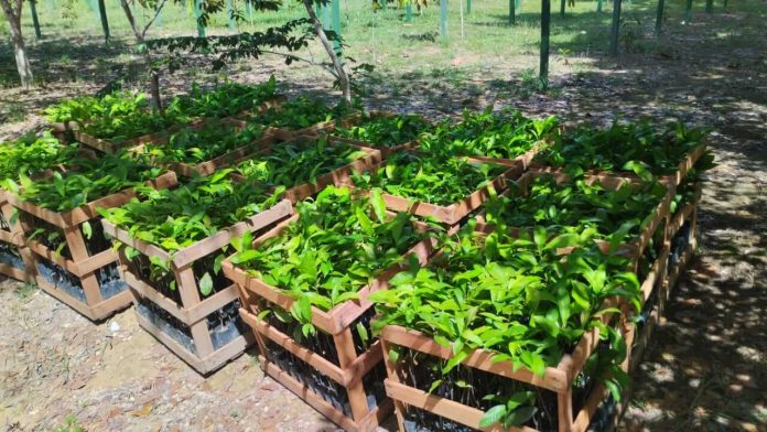 Em maiso, 15 agricultores da Reserva de Desenvolvimento Sustentável (RDS) do Rio Uatumã receberão 1,5 mil mudas de castanha-do-Brasil.
