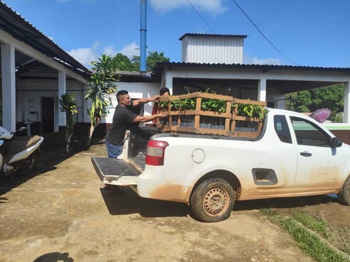 A agricultura familiar de Beruri (173 quilômetros de Manaus) foi reforçada com a distribuição de 2,5 mil mudas de castanha-do-Brasil.