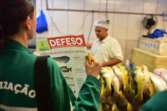 O Ipaam informa a pescadores e feirantes que o Período de Defeso de diferentes espécies de peixes no Amazonas terá início na sexta-feira, 15.