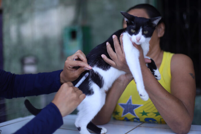 A Prefeitura de Manaus, por meio da Campanha de Vacinação Antirrábica Animal 2024, imunizou até agora 67 mil cães e gatos na capital.