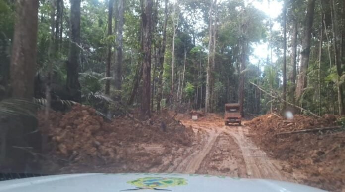 No total, foram aplicados 10 autos de infração e um embargo de área pelo Ipaam, com apreensão de 68,9 metros cúbicos de madeira ilegal.