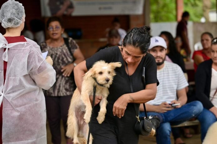 A Sepet realizou a castração gratuita de mais de 800 cães e gatos no município de Iranduba, entre os dias 3 e 12 de julho.