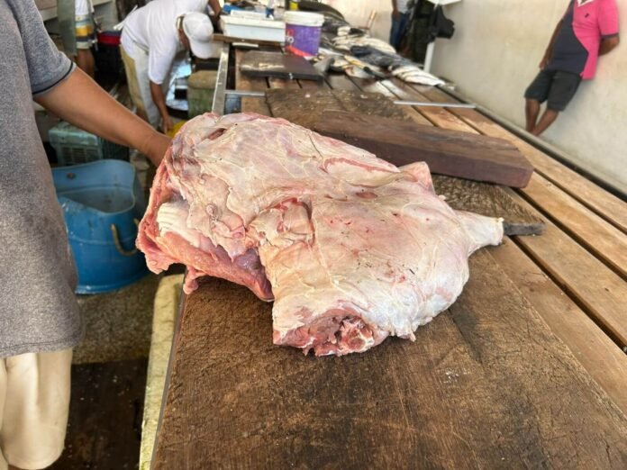 O Ipaam apreendeu cerca de 10 quilos de carne de capivara que estavam sendo vendidos ilegalmente no Mercado Municipal de Itacoatiara.