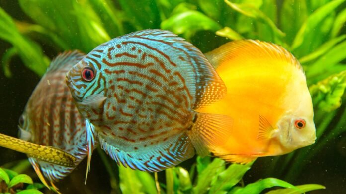 Instituto destaca importância do controle para evitar crimes ambientais durante exportação de peixes e proteger espécies tradicionais da região.