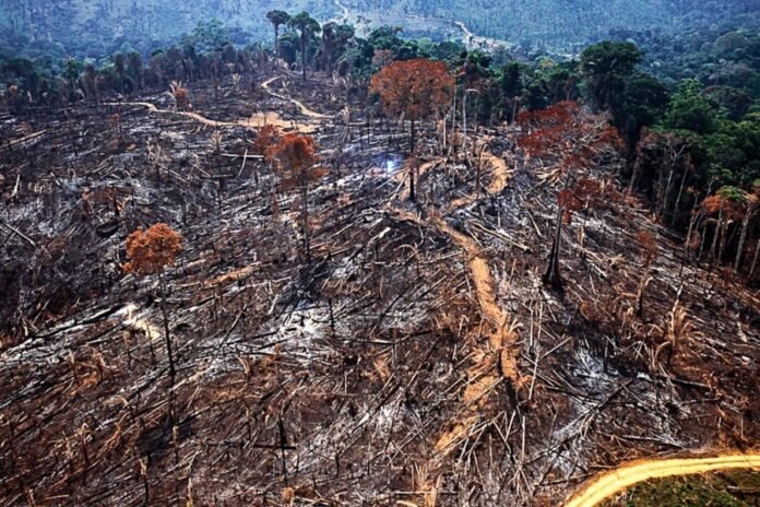 Área desmatada corresponde a 13% do território ocupado pela Amazônia e é equivalente ao tamanho de alguns países, como a França
