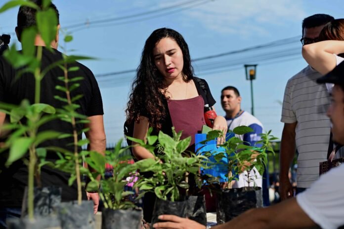O Ipaam distribuiu 350 mudas de plantas frutíferas, medicinais e ornamentais em Manaus, promovendo arborização e sustentabilidade urbana.