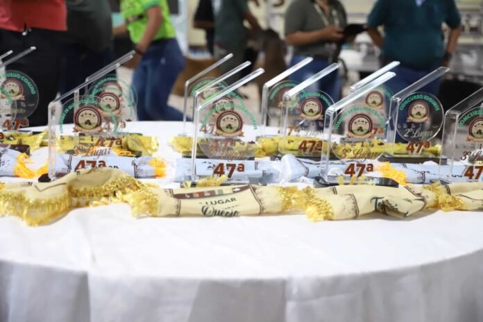 Queijarias do Amazonas se destacaram na Expoagro 2025, conquistando prêmios nas categorias de queijo bovino, bubalino e autoral.