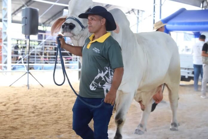 Sepror Expoagro Leilao resultado _foto_Isaac_Maia 4 (1) (1) O 1º Leilão Agropecuário da Expoagro 2025 arrecadou R$ 337,9 mil e destinou parte do valor ao Hospital de Amor.