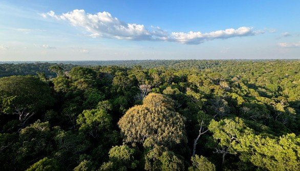 COP30 em Belém: saiba o que é a Conferência do Clima da ONU, quando acontece e quais serão os principais temas debatidos.