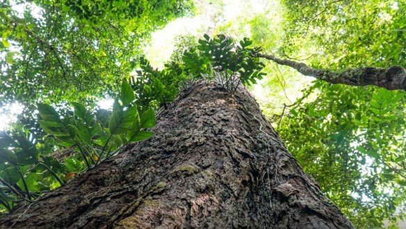 Suíça anuncia doação de R$ 33 milhões ao Fundo Amazônia durante evento pré-COP30, em Belém.
