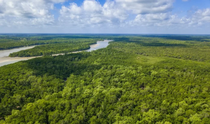 Fundo Amazônia aprova R$ 2 bilhões em projetos em 2025, ampliando ações de restauração, combate ao desmatamento e incêndios florestais.