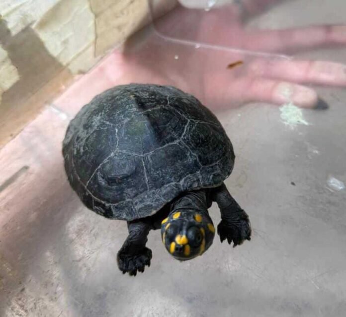 Ipaam realizou 38 resgates de animais silvestres em Manaus em novembro. Veja os bairros com mais ocorrências e como solicitar atendimento.