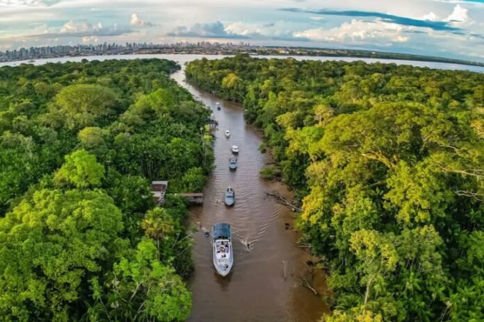 Restauração da Amazônia mobiliza 16 projetos em edital do BNDES e Petrobras, com foco em reflorestamento e créditos de carbono.