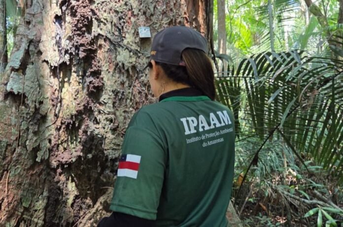 Defeso Florestal 2026 inicia no Amazonas e suspende corte e transporte de madeira até maio para reduzir impactos ambientais.