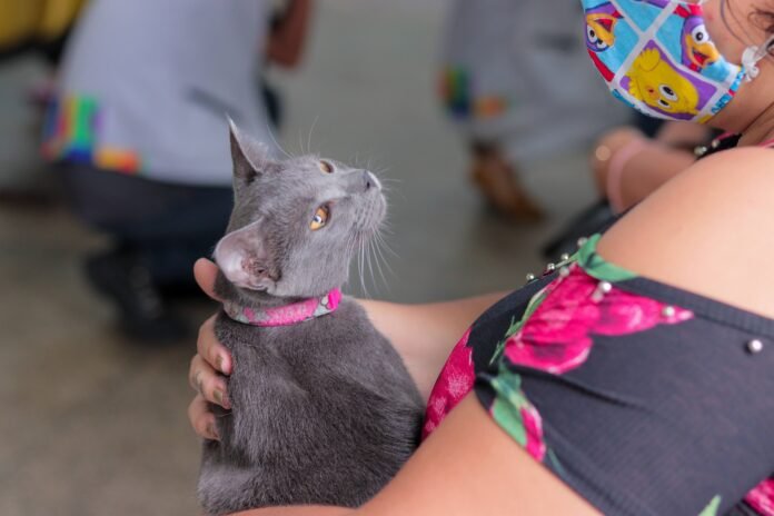 Castração gratuita de cães e gatos em Manaus abre vagas dia 15 no CCZ. Agendamento online pelo CCZ Cidadão, com calendário até março.