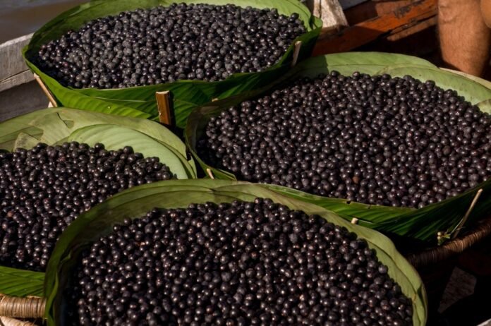 Açaí do Amazonas é reconhecido como fruta nacional. Produção chegou a 1,3 milhão de toneladas em 2024, beneficiando mais de 17,5 mil produtores.