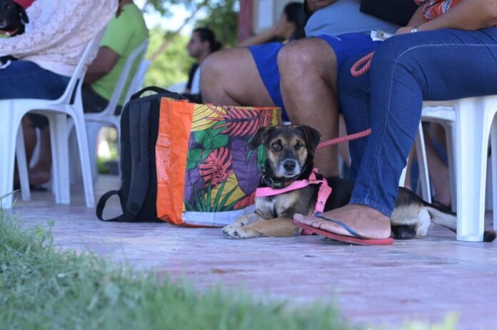 Sepet abre agendamento presencial no Castramóvel no Shopping ViaNorte para castração gratuita de cães e gatos nos dias 29 e 30 de janeiro.