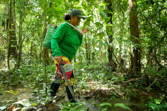 PSA do Floresta+ Amazônia destina R$ 18 milhões a 2,4 mil agricultores que preservaram mais de 90 mil hectares de floresta nativa