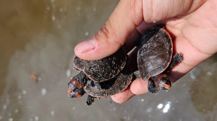 Conheça o projeto que garantiu a soltura de 980 quelônios no Amazonas.