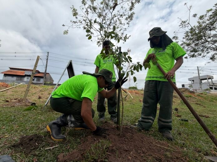 Arborização em Manaus já soma 13,4 mil mudas plantadas em 2026. Prefeitura aposta em miniflorestas urbanas para melhorar clima e biodiversidade.