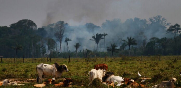 Justiça mantém embargo contra fazenda em Lábrea e bloqueia R$ 51,5 milhões dos envolvidos em desmatamento no Amazonas.