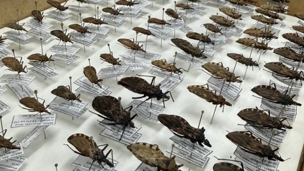 Saiba como prevenir a Doença de Chagas no Amazonas.