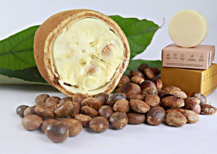 Bolsas de estudo para bioeconomia amazônica oferecem imersão, apoio financeiro e prêmios para desenvolver negócios sustentáveis na floresta.